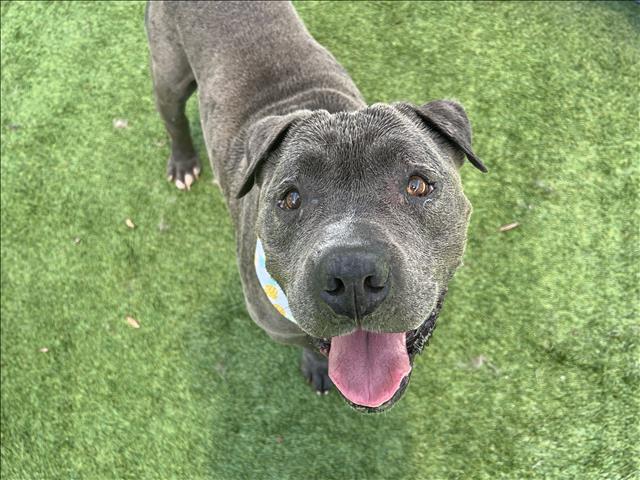 Shelter Stray Male Dog last seen , 1850 W 60th St, Los Angeles, CA 90047, USA