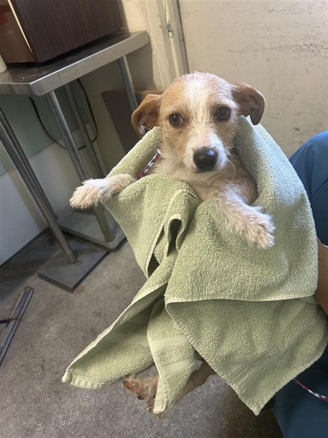 Shelter Stray Female Dog last seen ARCADE BLVD & ELEANOR AVE, 2127 Front St, Sacramento, CA 95818, USA
