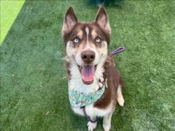 Shelter Stray Male Dog last seen , 1850 W 60th St, Los Angeles, CA 90047, USA