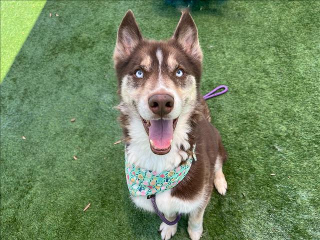 Shelter Stray Male Dog last seen , 1850 W 60th St, Los Angeles, CA 90047, USA