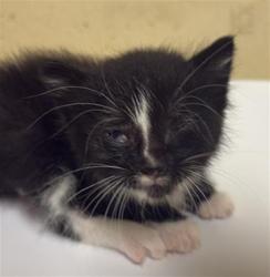 Shelter Stray Male Cat last seen ROYAL GREEN AVE & PARKLIN AVE, 2127 Front St, Sacramento, CA 95818, USA
