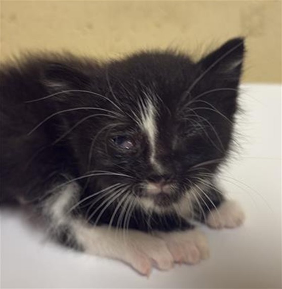Shelter Stray Male Cat last seen ROYAL GREEN AVE & PARKLIN AVE, 2127 Front St, Sacramento, CA 95818, USA