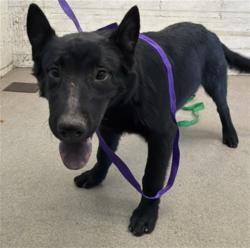Shelter Stray Male Dog last seen , 333 Chandler Pl, San Bernardino, CA 92408, USA