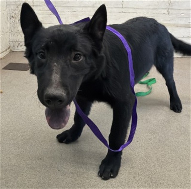 Shelter Stray Male Dog last seen , 333 Chandler Pl, San Bernardino, CA 92408, USA