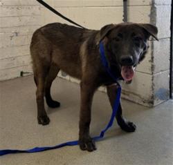 Shelter Stray Male Dog last seen , 333 Chandler Pl, San Bernardino, CA 92408, USA