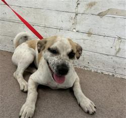 Shelter Stray Female Dog last seen UNIVERSITY AND HALLMARK, 333 Chandler Pl, San Bernardino, CA 92408, USA