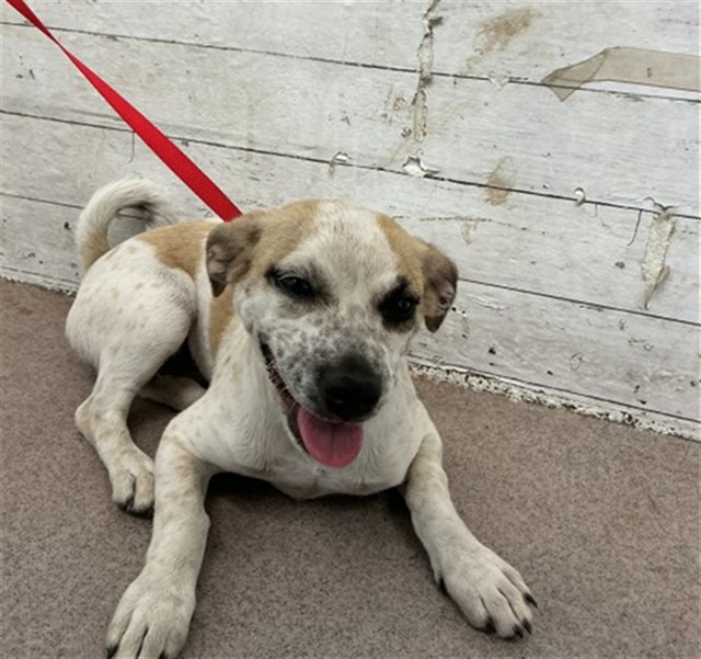 Shelter Stray Female Dog last seen UNIVERSITY AND HALLMARK, 333 Chandler Pl, San Bernardino, CA 92408, USA