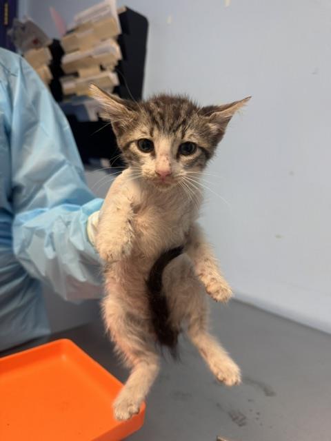 Shelter Stray Male Cat last seen Near BLOCK VICTOR ST, BAKERSFIELD CA 93308, 3951 Fruitvale Ave, Bakersfield, CA 93308, USA
