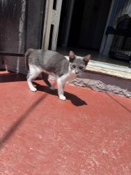 Found/Stray Male Cat last seen The parking lot of the Cinemark in Carson, Carson, CA 90745