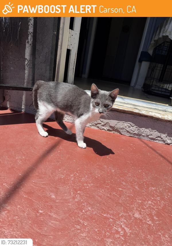 Found/Stray Male Cat last seen The parking lot of the Cinemark in Carson, Carson, CA 90745