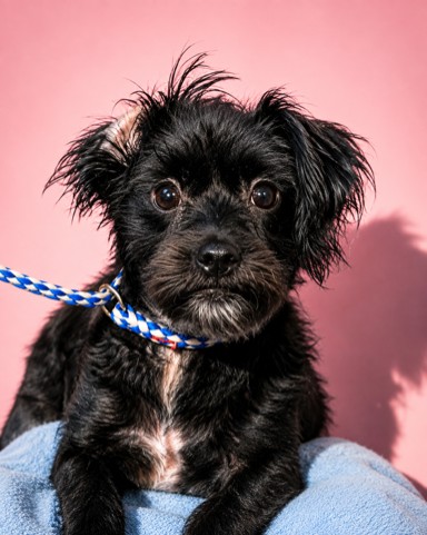 Shelter Stray Male Dog last seen Near BLOCK GARRETT GROVE CT, 2020 Forest St, Jacksonville, FL 32204, USA