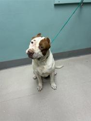 Shelter Stray Male Dog last seen Near W NASHUA PL, SPARKS NV 89436, 2825 Longley Ln Suite A, Reno, NV 89502, USA