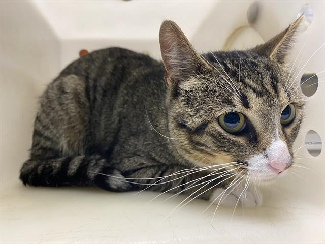 Shelter Stray Male Cat last seen Near BLOCK W GREENWOOD RD, 3839 W Burnham St, West Milwaukee, WI 53215, USA