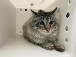 Shelter Stray Male Cat last seen Near BLOCK W COLDSPRING RD, 3839 W Burnham St, West Milwaukee, WI 53215, USA