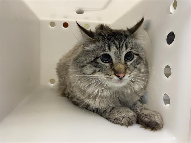 Shelter Stray Male Cat last seen Near BLOCK W COLDSPRING RD, 3839 W Burnham St, West Milwaukee, WI 53215, USA