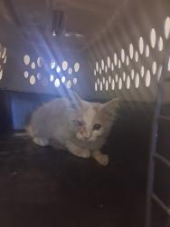 Shelter Stray Male Cat last seen MADISON/BROOK, BAKERSFIELD, 201 S Mt Vernon Ave, Bakersfield, CA 93307, USA