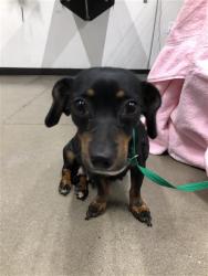 Shelter Stray Female Dog last seen Near BLOCK E CLINTON AVE, FRESNO CA 93703, 5277 E Airways Blvd, Fresno, CA 93727, USA