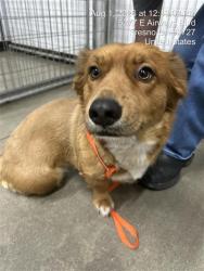 Shelter Stray Female Dog last seen Near BLOCK E IOWA AVE, FRESNO CA 93702 2223, 5277 E Airways Blvd, Fresno, CA 93727, USA