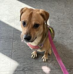 Shelter Stray Female Dog last seen , 11361 W Pico Blvd, Los Angeles, CA 90064, USA