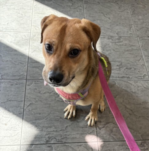 Shelter Stray Female Dog last seen , 11361 W Pico Blvd, Los Angeles, CA 90064, USA