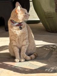 Lost Male Cat last seen W Islay st/Pampas ave/Robbins st, Santa Barbara, CA 93101