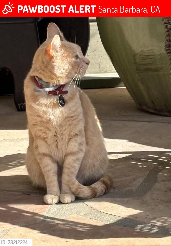 Lost Male Cat last seen W Islay st/Pampas ave/Robbins st, Santa Barbara, CA 93101