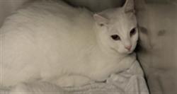 Shelter Stray Male Cat last seen , 11361 W Pico Blvd, Los Angeles, CA 90064, USA