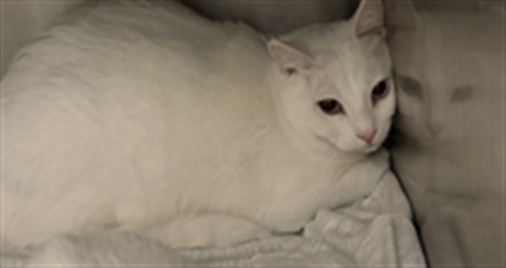 Shelter Stray Male Cat last seen , 11361 W Pico Blvd, Los Angeles, CA 90064, USA