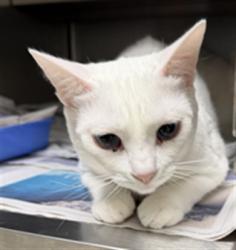Shelter Stray Female Cat last seen , 11361 W Pico Blvd, Los Angeles, CA 90064, USA