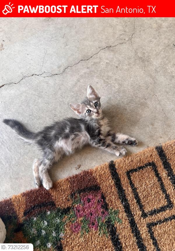 Lost Male Cat last seen Near street sign where El Gusto/La Bahia meet, San Antonio, TX 78233