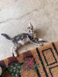 Lost Male Cat last seen Near street sign where El Gusto/La Bahia meet, San Antonio, TX 78233