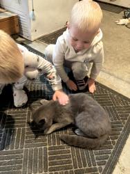 Reunited Female Cat last seen Our hse, Centerburg, OH 43011