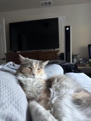 Reunited Female Cat last seen ARDEN PARK, Sacramento, CA 95864