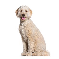 Found/Stray Unknown Dog last seen ON N LIBERTY ST NEAR FREEWAY ON-RAMP, Winston-Salem, NC 27105