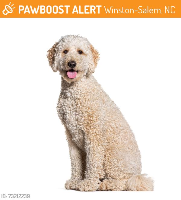 Found/Stray Unknown Dog last seen ON N LIBERTY ST NEAR FREEWAY ON-RAMP, Winston-Salem, NC 27105