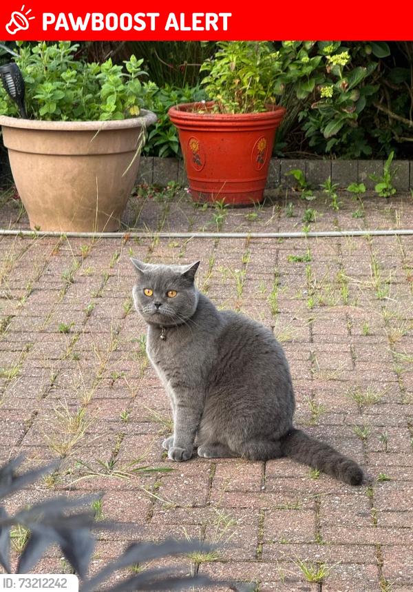 Lost Male Cat last seen Werneth Primary School, Greater Manchester, England 