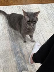 Lost Female Cat last seen Cardinal rd and reed rd, Anderson, SC 29621