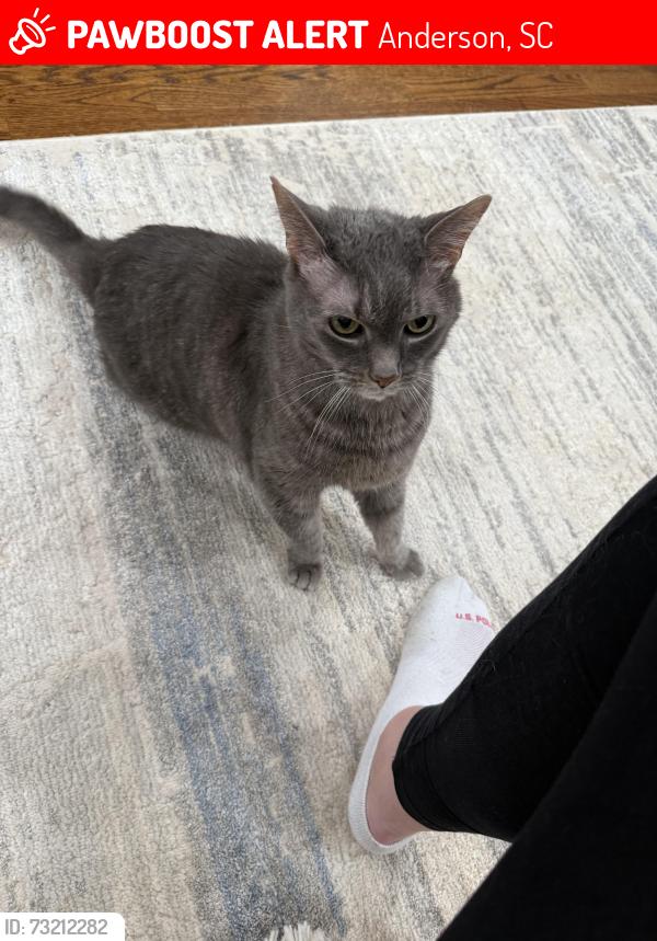 Lost Female Cat last seen Cardinal rd and reed rd, Anderson, SC 29621