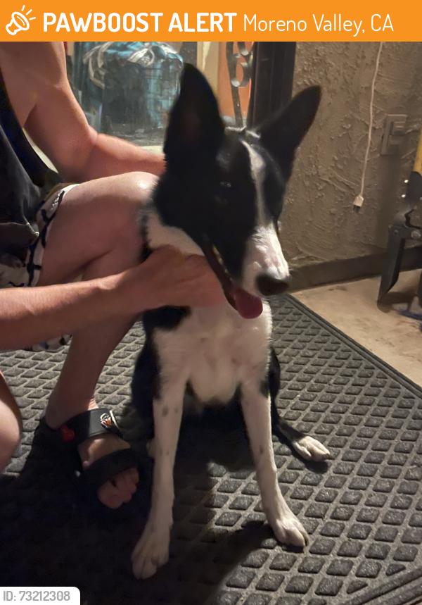 Found/Stray Female Dog last seen Alessandro Blvd and Redlands Blvd, Moreno Valley, CA 92555