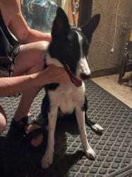 Found/Stray Female Dog last seen Alessandro Blvd and Redlands Blvd, Moreno Valley, CA 92555