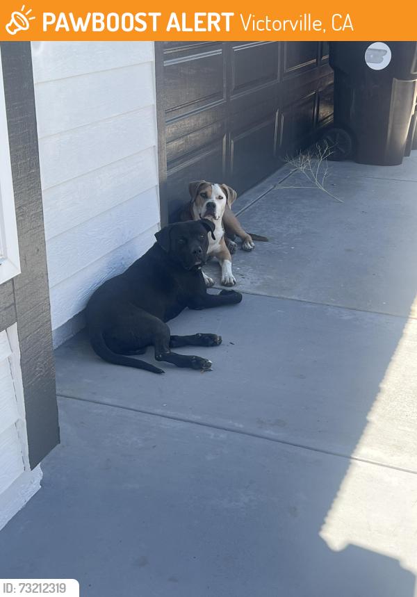 Found/Stray Male Dog last seen Cobalt n Kirkwood, Victorville, CA 92392
