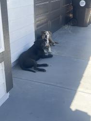 Found/Stray Male Dog last seen Cobalt n Kirkwood, Victorville, CA 92392