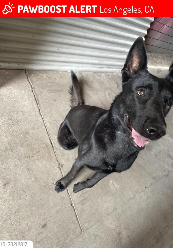 Lost Female Dog last seen Broadway and colden, Los Angeles, CA 90003