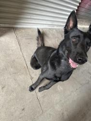 Lost Female Dog last seen Broadway and colden, Los Angeles, CA 90003
