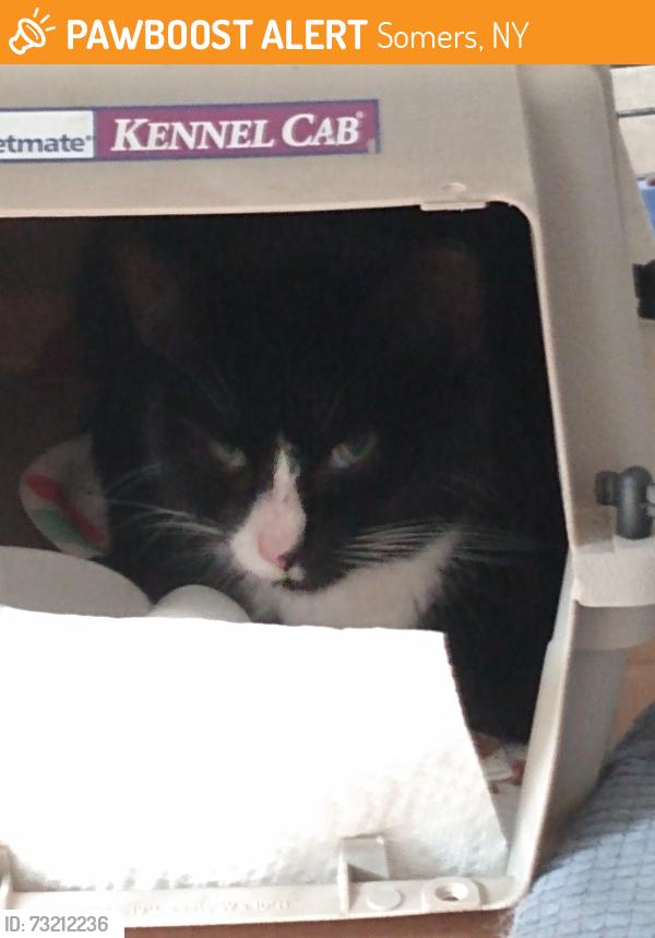 Found/Stray Unknown Cat last seen near Croton Falls Rd and Butlerville Rd., Somers, NY 10578