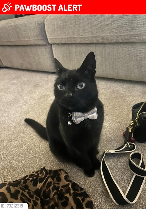 Lost Male Cat last seen Moorhey road near the bus stop, Merseyside, England 