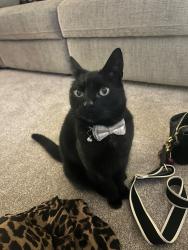 Lost Male Cat last seen Moorhey road near the bus stop, Merseyside, England 