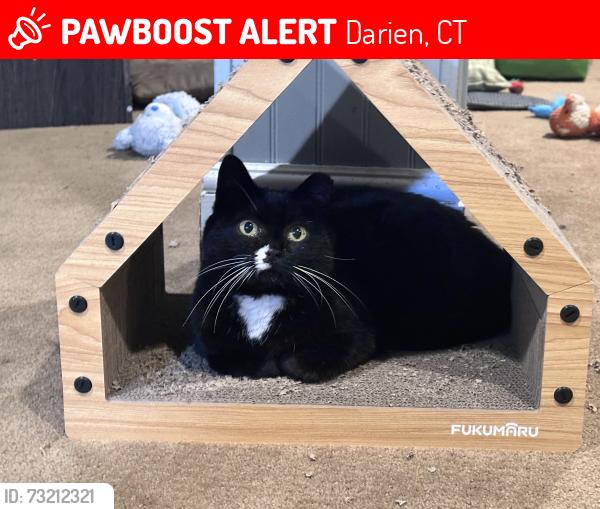 Lost Female Cat last seen Christie Hill and Oakshade, Darien, CT 06820