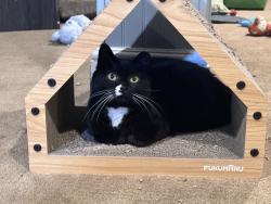 Lost Female Cat last seen Christie Hill and Oakshade, Darien, CT 06820