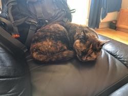 Reunited Female Cat last seen Lincoln chuffer, Lincolnshire, England LN1 3AH